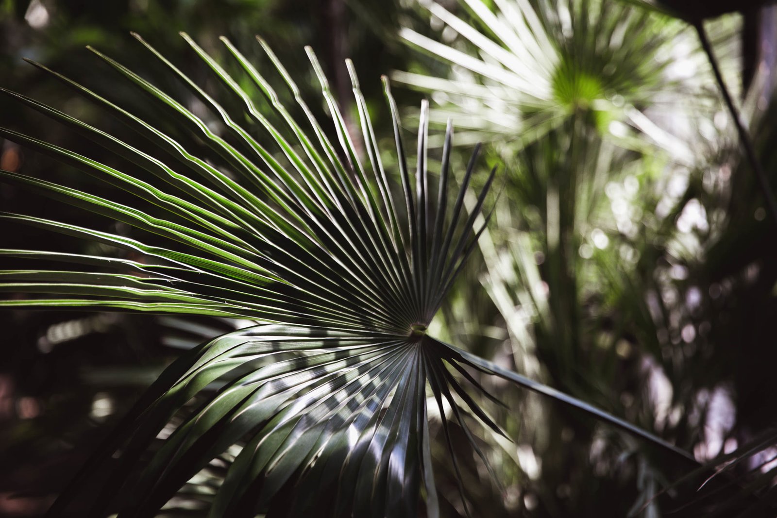 Garden Maintenance in Dubai — Services, Costs, and What's Included