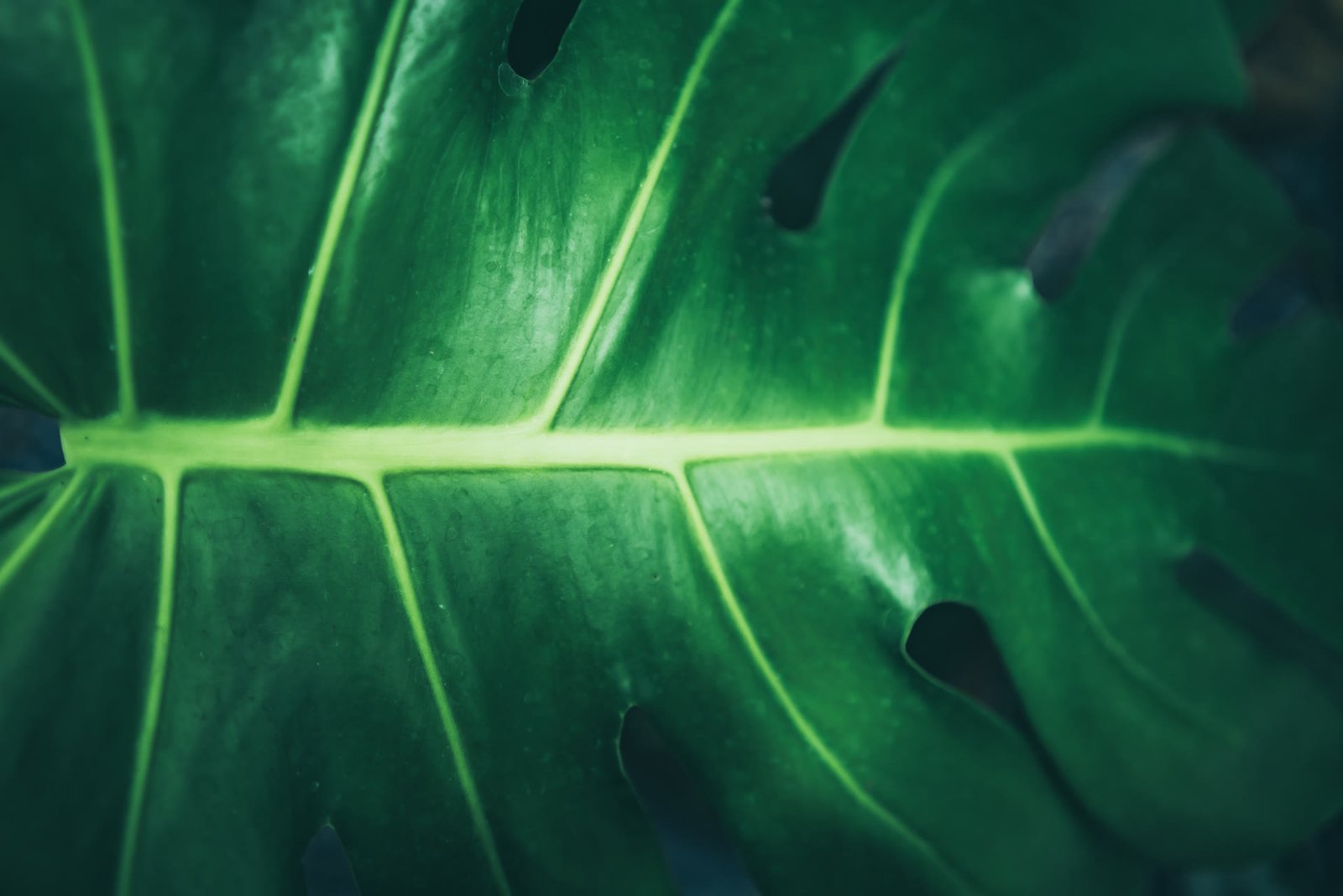 Garden Irrigation Systems in Dubai — Complete Guide to Smart Watering