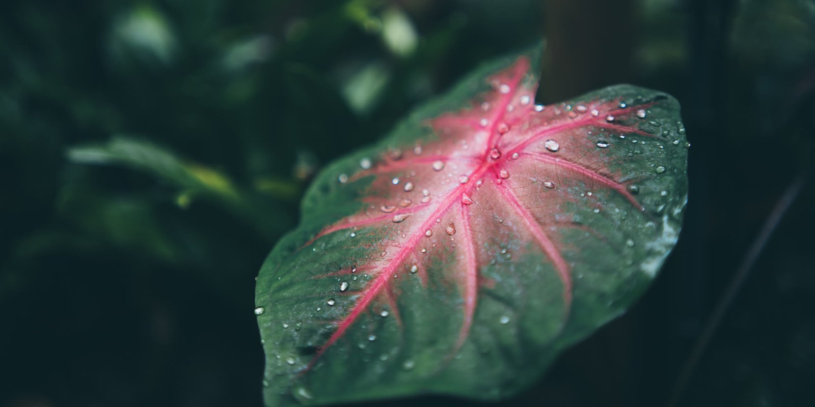 Garden Renovation Before and After — 8 Dubai Transformations