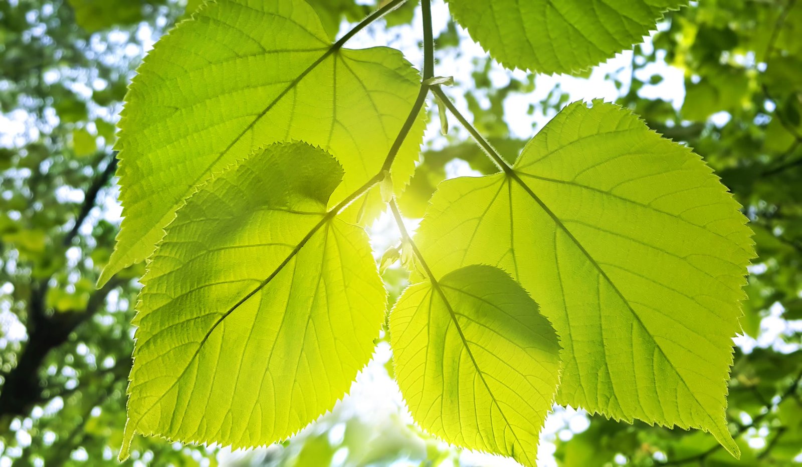 Villa Landscaping in Dubai — The Ultimate Guide for Homeowners