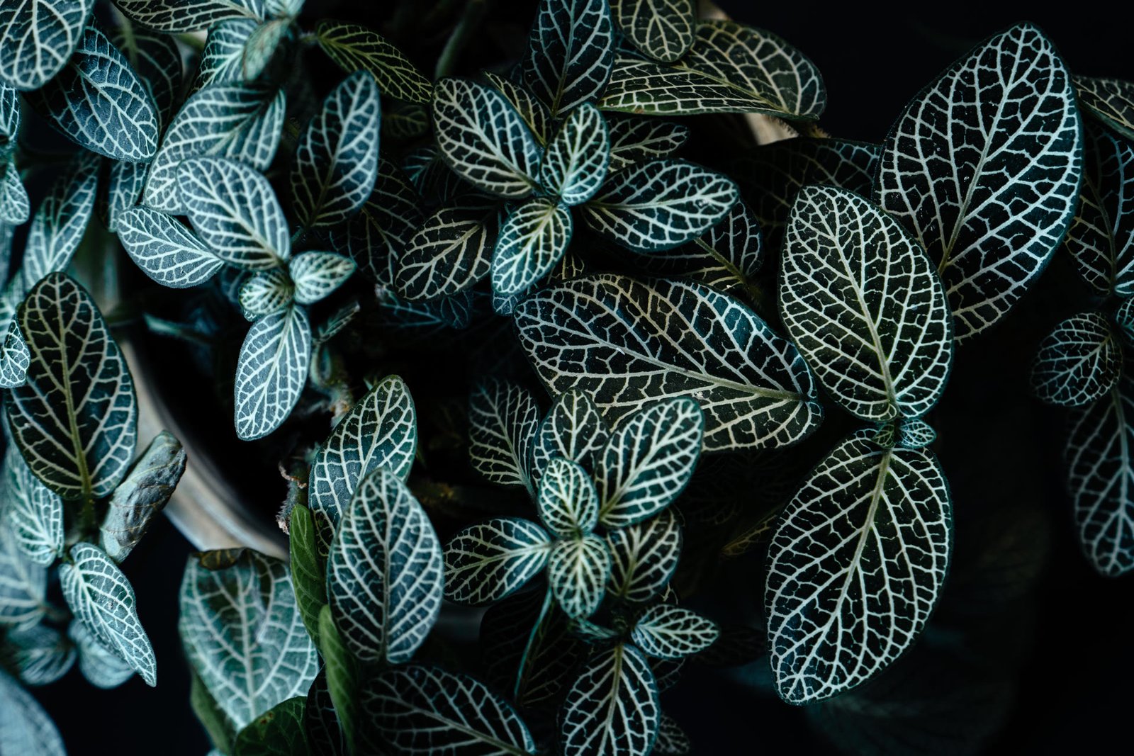 Small Garden Design for Dubai Townhouses — Maximise Every Metre